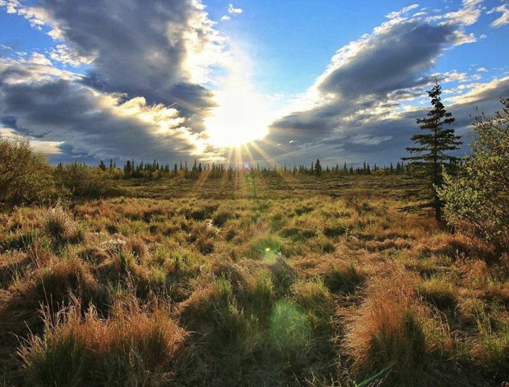 field near the king salmon lodge alaska